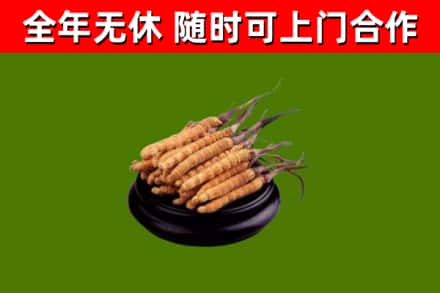 威远烟酒回收冬虫夏草.jpg